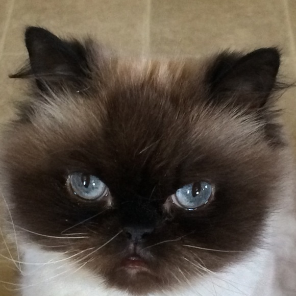 Meet your Posher, Denise! I love Poshmark! - Picture 5 of 7